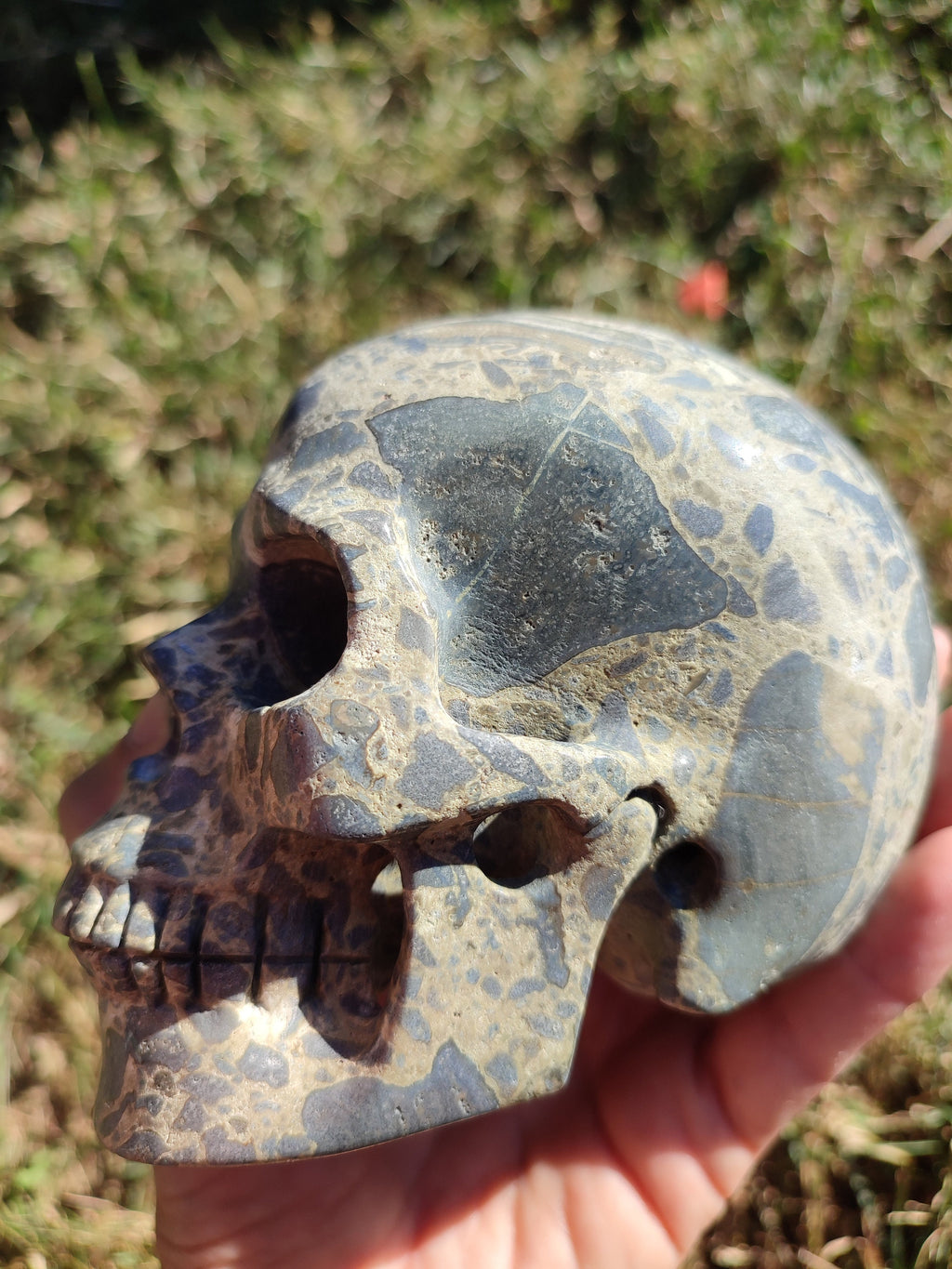 Skeletsteen Jaspeer Brecciatie uit Australië , Cranio , Schädels , Cranio , Skull , reikin Crystal Skull