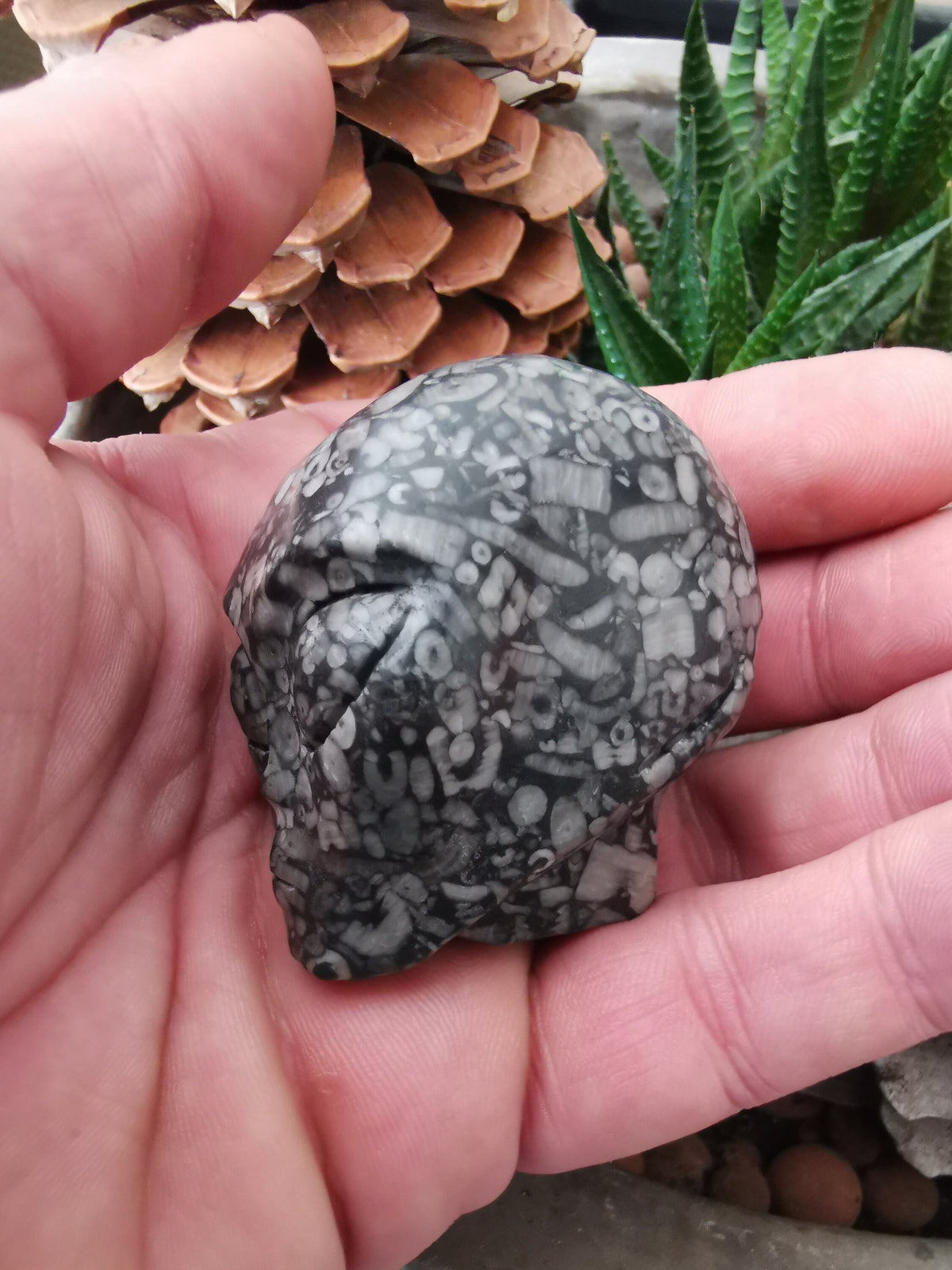 Fossile di crinoide N2, teschio di donna aliena di Roswell, minerale scolpito da collezione / REIKI SKULL Teschio di cristallo