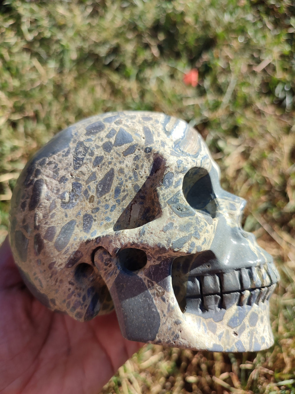 Skeletsteen Jaspeer Brecciatie uit Australië , Cranio , Schädels , Cranio , Skull , reikin Crystal Skull