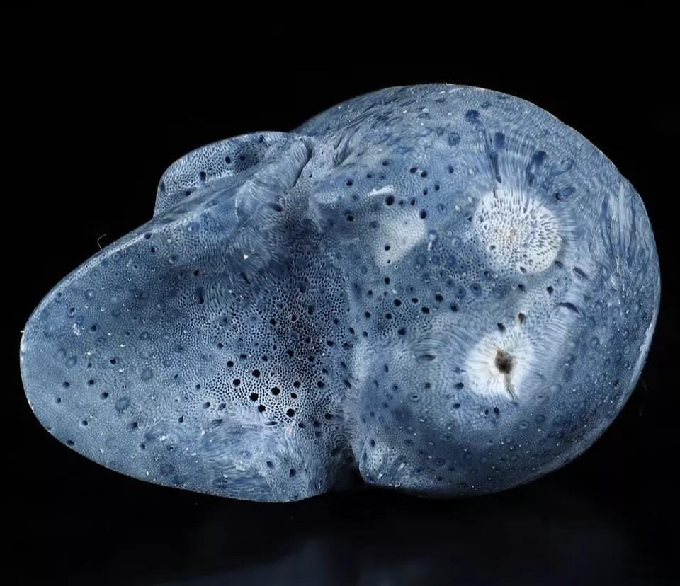 Spugna blu da 2", scultura di un teschio, fossile rarissimo / Meditazione / Cranio