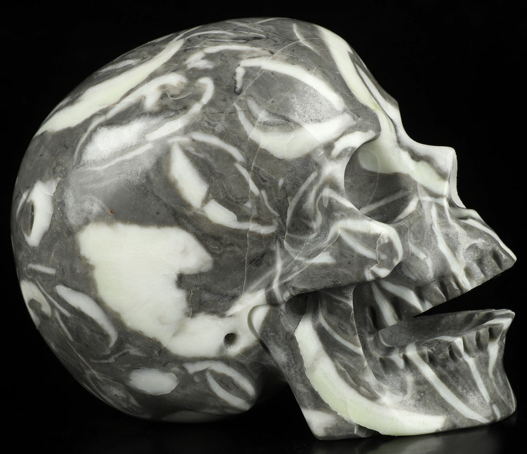 Rare Fossile de Palourde coquillage  , crâne de pierre  CHANTEUR  collection /  SchÄdel , Craneo , Singing Skull ,  Crystal Skull