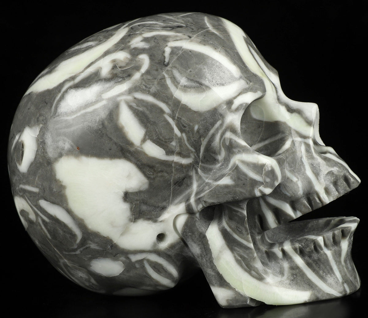 Rare Fossile de Palourde coquillage  , crâne de pierre  CHANTEUR  collection /  SchÄdel , Craneo , Singing Skull ,  Crystal Skull