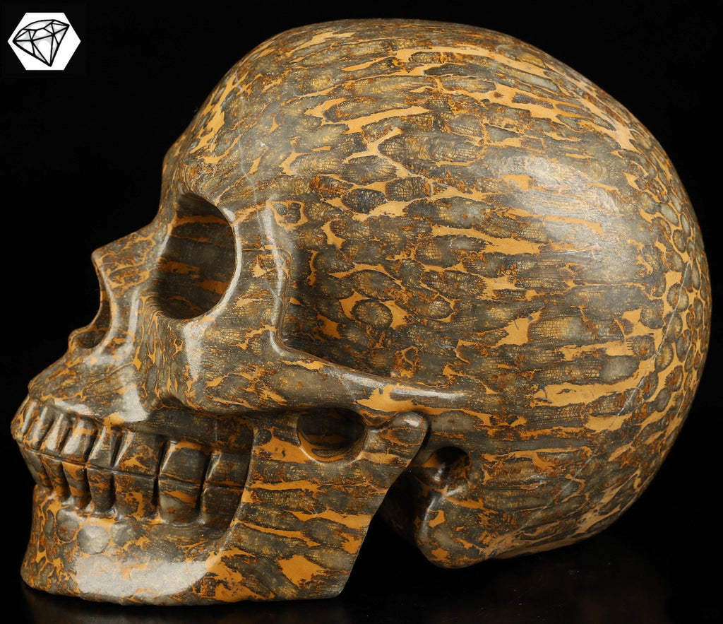 XXL-schedel van gefossiliseerd/versteend koraal – Uniek exemplaar van 3,25 kg