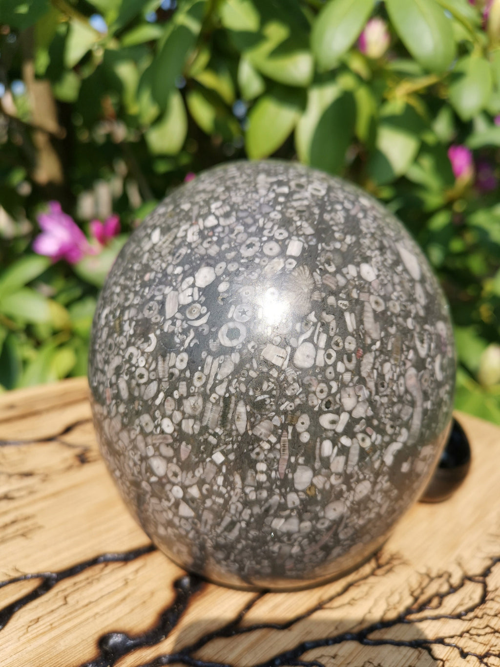 Cráneo XL de piedra con fósiles de crinoideos · Pieza única de 3,39 kg
