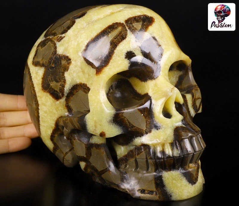 Septaria , Pierre du dragon , Grand Crâne XL 3.8 KG , Pierre naturelle  / tète de mort , vanité / Mémento mori
