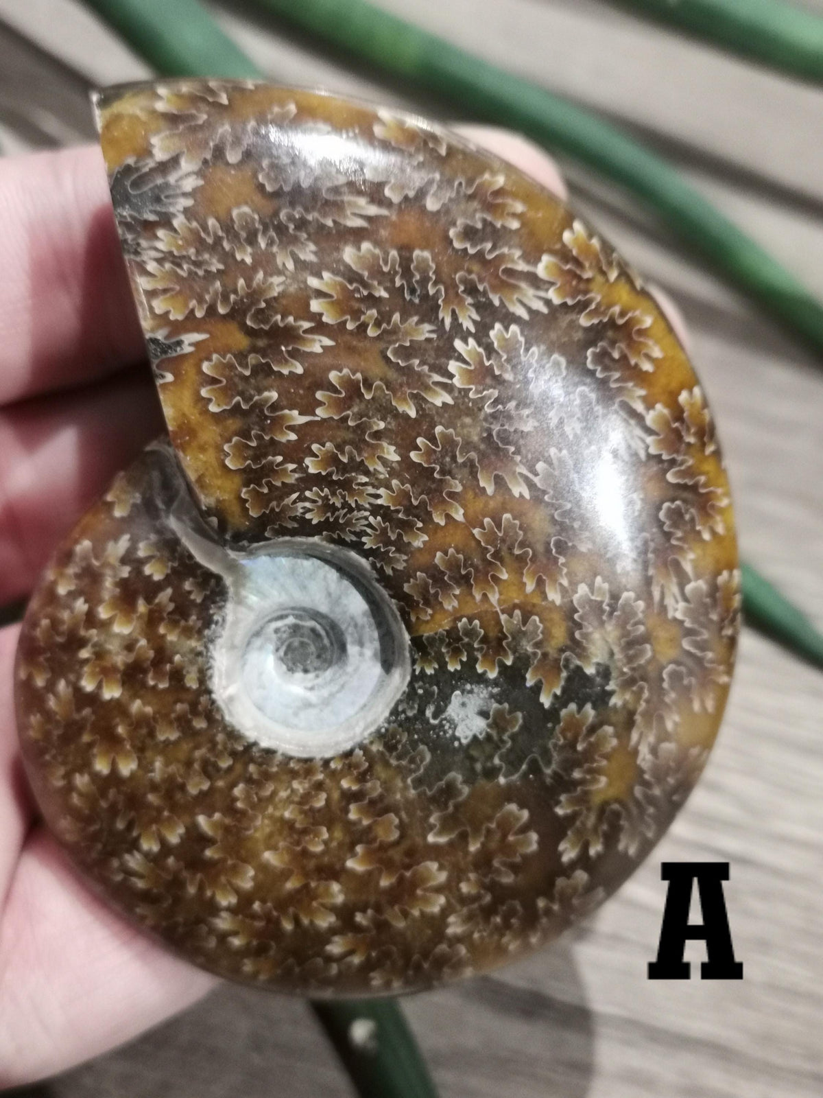 Ammonite fossile / Fossilisé , Magnifique spécimen à exposer. AU CHOIX