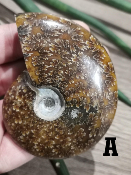 Ammonite fossile / Fossilizzata, Magnifico esemplare da esporre. A SCELTA