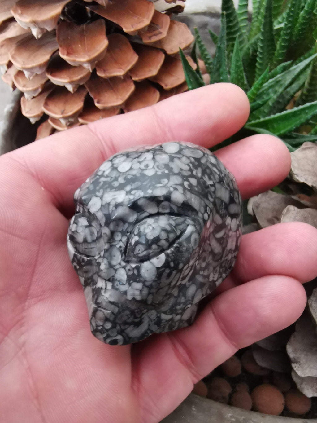 Fossile di crinoide N2, teschio di donna aliena di Roswell, minerale scolpito da collezione / REIKI SKULL Teschio di cristallo